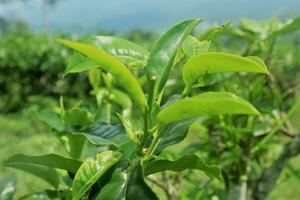 close up of tea leaves with a view behind the tea plantation and a blurry blue sky. photo