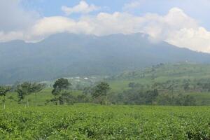 a tea plantation with a view of the mountains behind photo