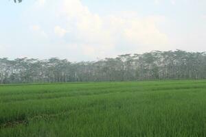view of rice fields with tall trees behind it. the clouds look bright blue. photo