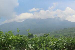 close up photo of a tea plantation with a view of the blue sky, clouds and mountains in the back.