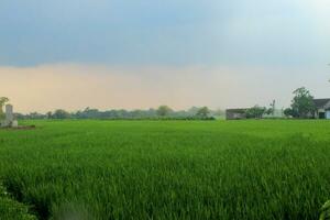 you can see a view of the rice fields with young and green rice plants. clear blue sky photo