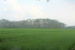 view of rice fields with tall trees behind it. photo