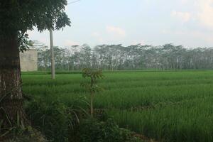 view of rice fields with big trees in front of it photo