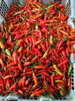 the pedestal of chilies in a white basket photo