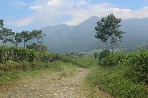 a path of stone arrangements between tea plantations photo