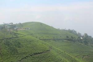 té plantación en leyu montaña, Indonesia foto