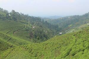 plantación de té en las montañas foto