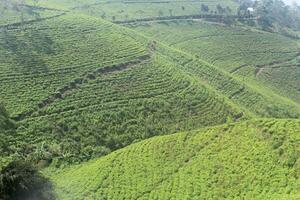 view of tea plantations lawu mountains, Kemuning, Indonesia photo