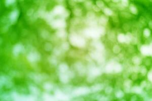 Abstract Bubble Green Pastel Bokeh Background photo