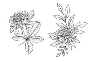 Fall floral arrangement outline. Chrysanthemum Line Art Illustration, Outline Leaves arrangement Hand Drawn. Fall Coloring Page with Leaves vector