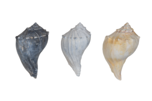 Three Isolated Conch Shells PNG