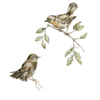 Watercolor bird sparrow. png