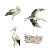 Aquarell Hand gezeichnet Storch Vogel . png