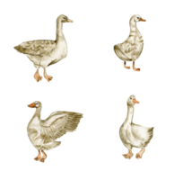 Watercolor hand drawn goose . png