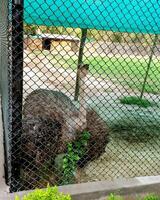 un curioso avestruz en un hierro jaula a zoo en lucknow India foto