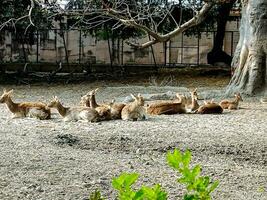 Deer sitting in group in Lucknow Zoo in india photo