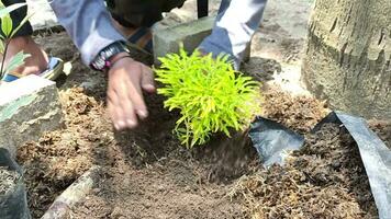 granjero plantando y excavación un verde plantas para el jardín utilizando un espátula video