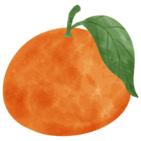orange frukt akvareller illustration. png