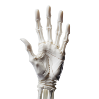 Realistic Style Skeleton Hands Halloween Skeleton Hands No Background Applicable to any Context Print on Demand Merchandise Image AI Generative png