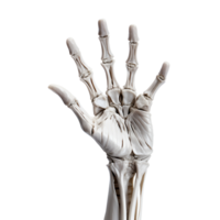 Realistic Style Skeleton Hands Halloween Skeleton Hands No Background Applicable to any Context Print on Demand Merchandise Image AI Generative png