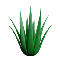 aloe vera 3d rendering icon illustration png