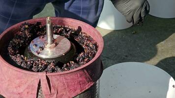 The process of making homemade grape wine. A winemaker collects grape pulp from a hydraulic press. video
