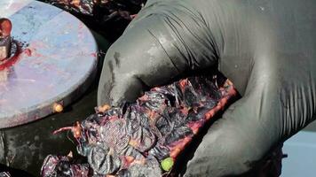 The process of making homemade grape wine. A winemaker collects grape pulp from a hydraulic press. video