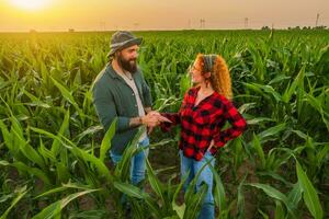 Family agricultural occupation. Man and woman are cultivating corn. They are satisfied with good progress of plants. photo