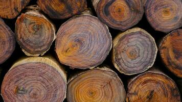 árbol años año anillos de madera Sierra cortar de siam palo de rosa foto