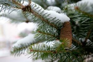 Big Pine Cone on the tree covered with snow photo