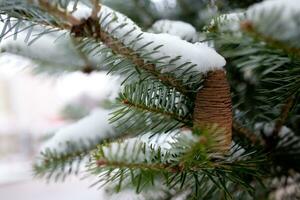 grande pino cono en el árbol cubierto con nieve foto