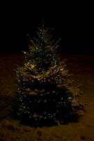 christmas tree night photo