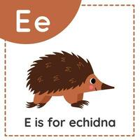 Learning English alphabet for kids. Letter E. Cute cartoon echidna. vector