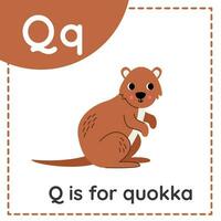 aprendizaje Inglés alfabeto para niños. letra q. linda dibujos animados quokka vector