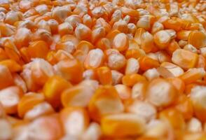 Heaps of corn that have been knocked out using the manual method are photographed from a side angle photo