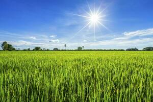 Beautiful green cornfield with fluffy clouds sky background. photo