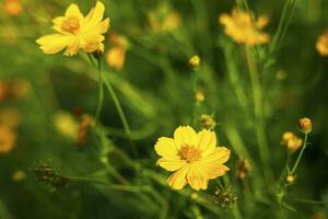 Yellow sulfur Cosmos flowers in the garden of the nature. photo