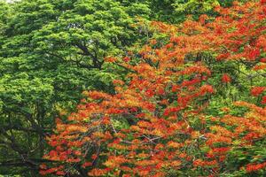 Tropical red flowers Royal Poinciana in mountain forest. photo