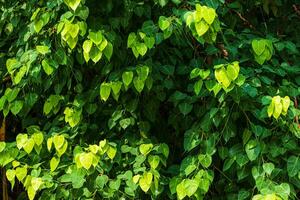 Green leaf Pho leaf background in the forest bo tree is a leaf representing Buddhism in thailand. photo