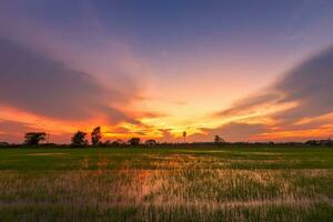 Beautiful green cornfield with sunset sky background. photo
