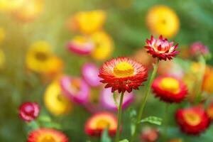 Straw flower of colourful beautiful on green grass nature in a spring garden. photo