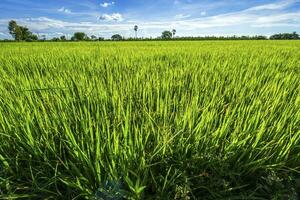 Beautiful green cornfield with fluffy clouds sky background. photo