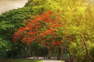 road landscape view and tropical red flowers Royal Poinciana in Ang Kaew Chiang Mai University Forested Mountain blue sky background with white clouds, Nature Road in mountain forest. photo