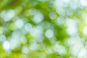 green bokeh background with circles. Summer abstract theme. photo