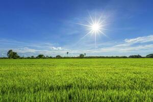 Beautiful green cornfield with fluffy clouds sky background. photo