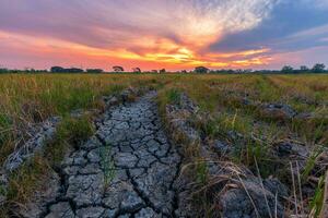 Brown dry soil or cracked ground texture with green cornfield with sunset sky background. photo
