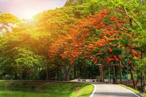 road landscape view and tropical red flowers Royal Poinciana in Ang Kaew Chiang Mai University Forested Mountain blue sky background with white clouds, Nature Road in mountain forest. photo