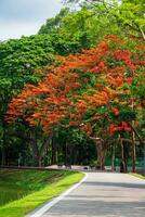 road landscape view and tropical red flowers Royal Poinciana in Ang Kaew Chiang Mai University Forested Mountain blue sky background with white clouds, Nature Road in mountain forest. photo
