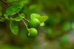 Close up of green Lemons grow on the lemon tree in a garden citrus fruit thailand. photo