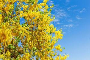 Cassia Fistula at Park in on blue sky background in Thailand. photo